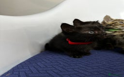 Domestic Shorthair cats for sale: Little ones  - Image 11