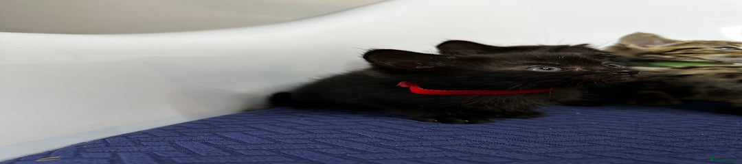 Domestic Shorthair Kitten 3