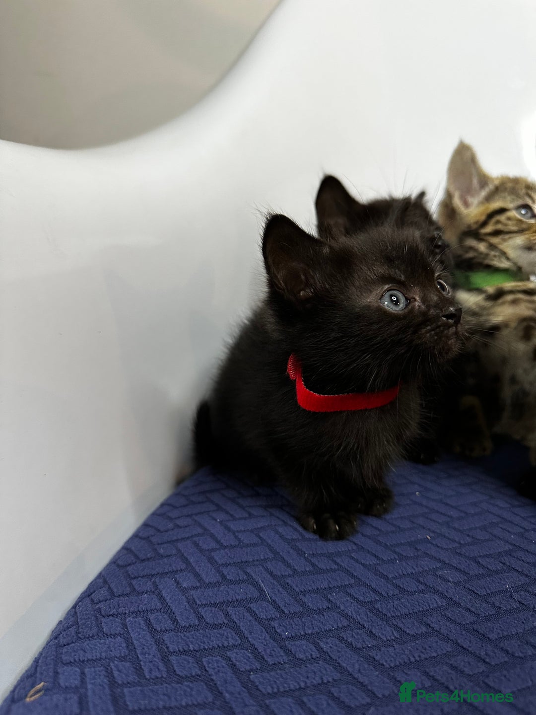 Domestic Shorthair cats for sale: Little ones  - Image 11