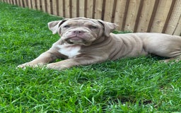 Olde English Bulldogge dogs for sale:  1 NEBBR Lilac & white female left!!  in Bury Saint Edmunds - Image 2