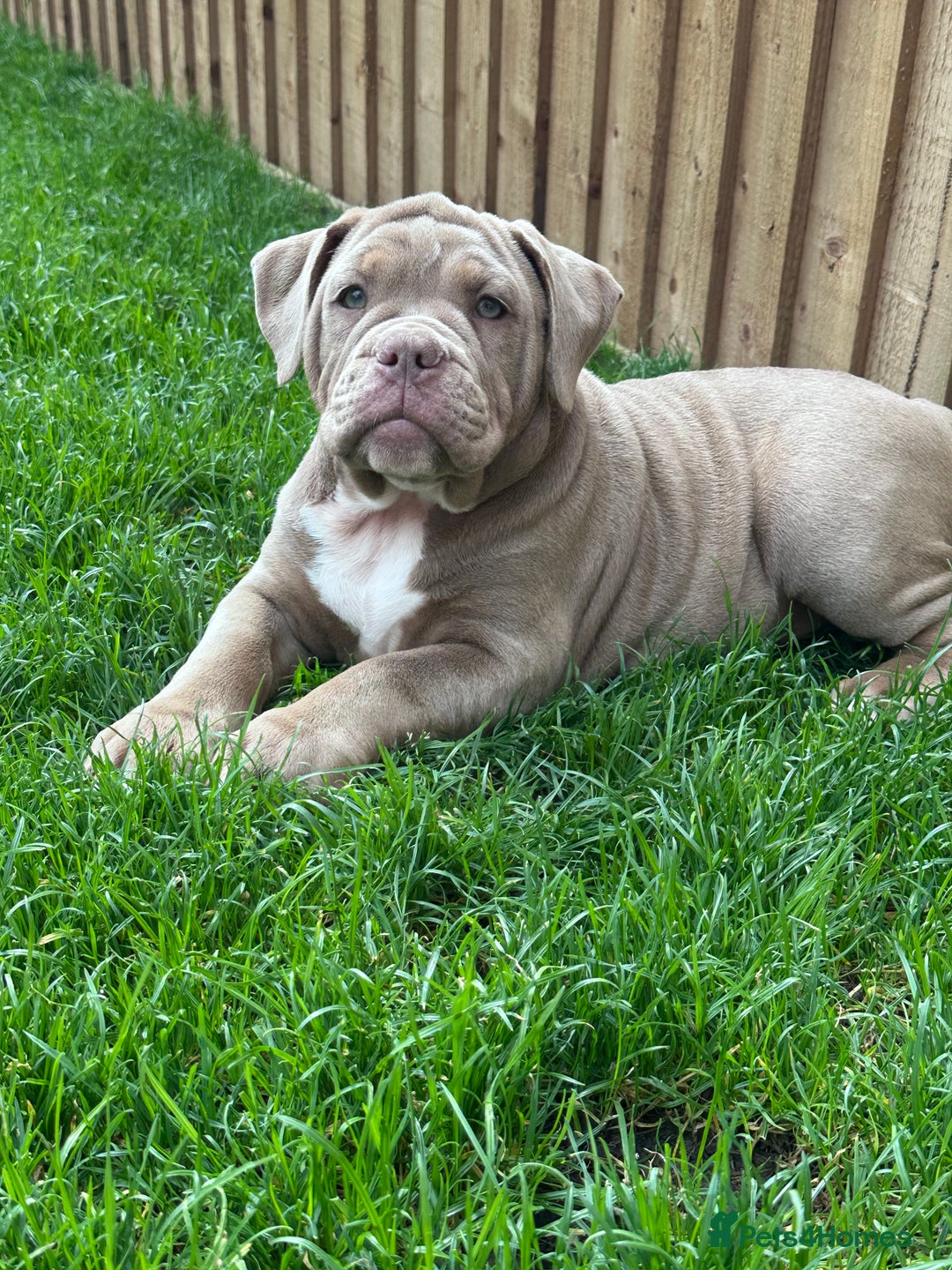 Olde English Bulldogge dogs for sale:  1 NEBBR Lilac & white female left!!  in Bury Saint Edmunds - Image 2