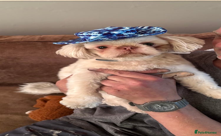 Shih Tzu dogs - Advert 9