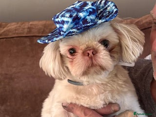 Shih Tzu dogs - Advert 6