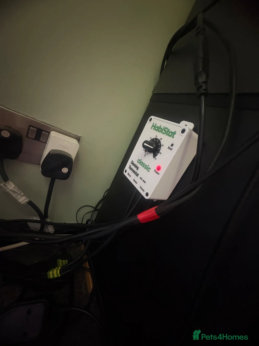 Leopard Gecko reptiles for sale: Leopard gecko (saffron) - Advert 12