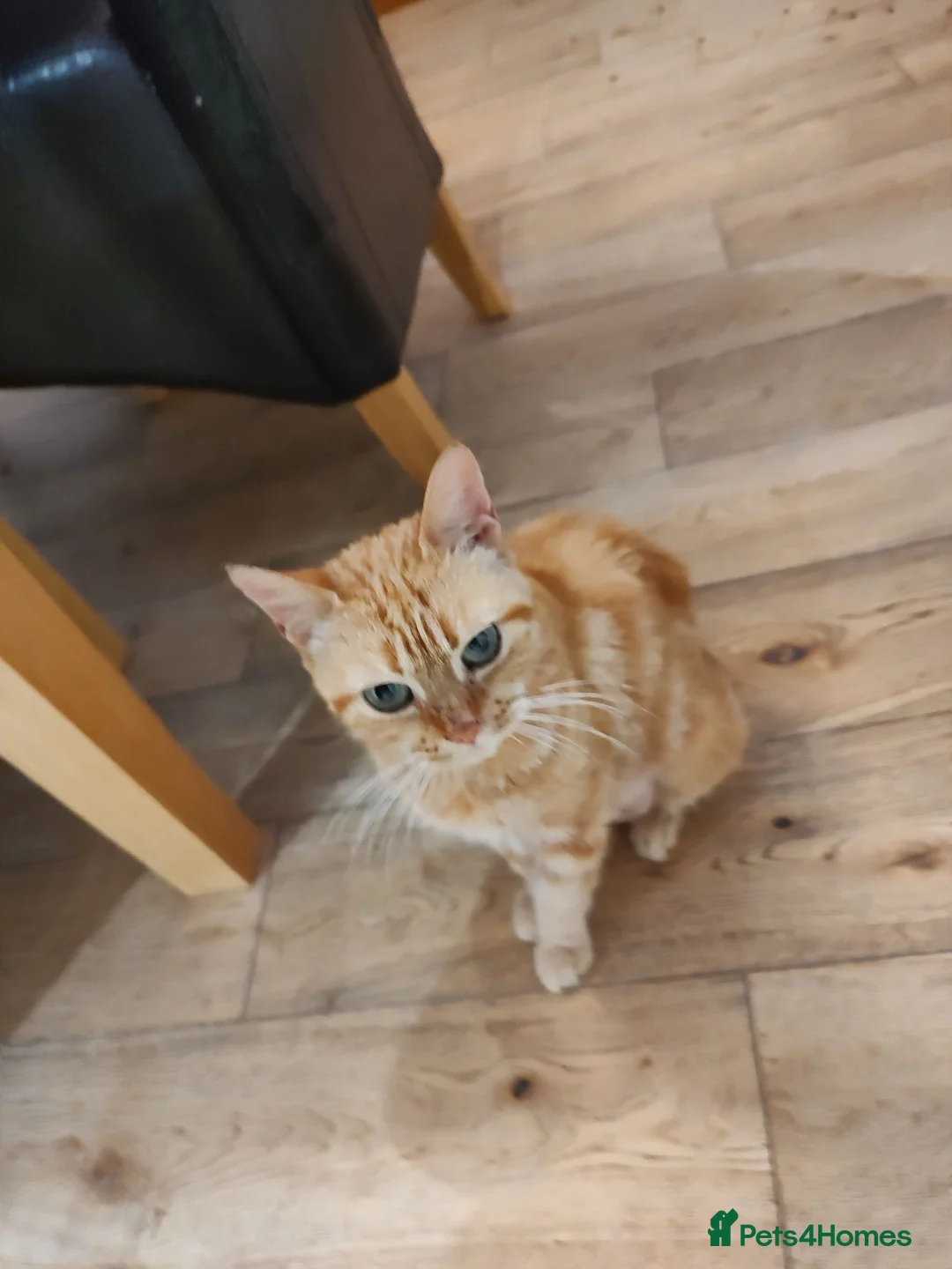 British Shorthair cats for sale: Five stunning kittens available immediately  - Advert 1