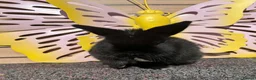 Lionhead rabbits for sale: Pure breed Lionhead  - Advert 30