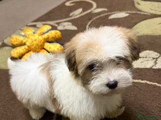 Havanese dogs ***Amazing Havanese Puppies *** - Advert 2