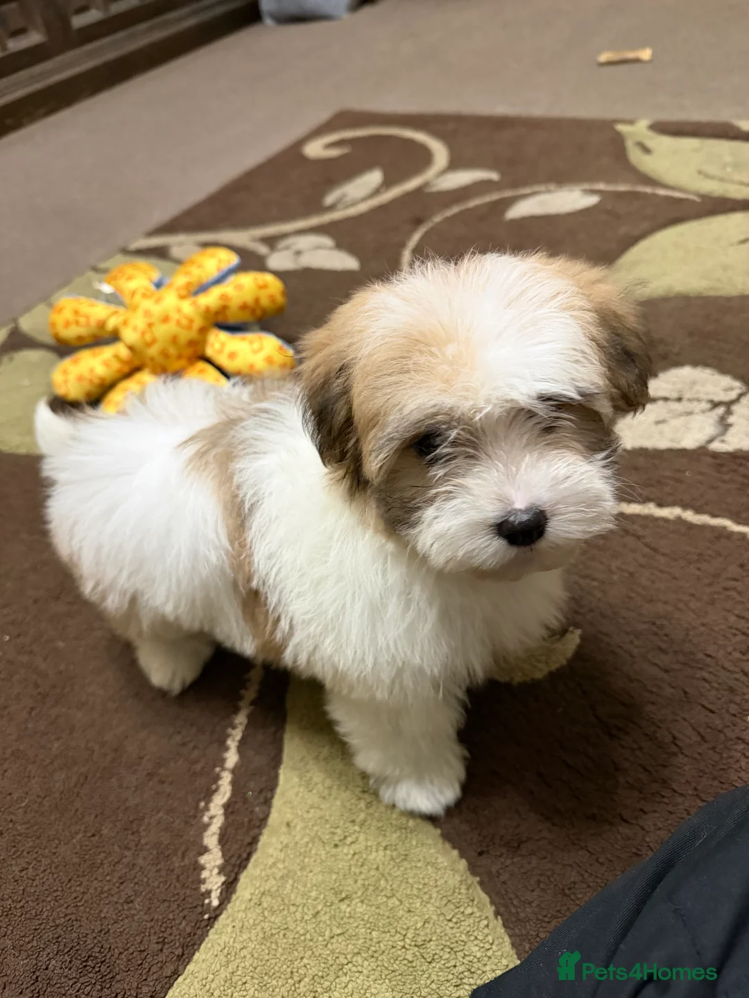 Havanese dogs for sale: ***Amazing Havanese Puppies *** - Advert 1