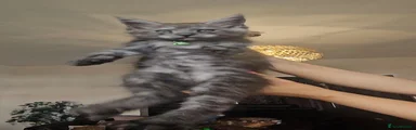 Maine Coon 4