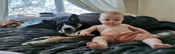 Mixed Breed dogs for sale: My beautiful puppy Reggie  - Advert 2