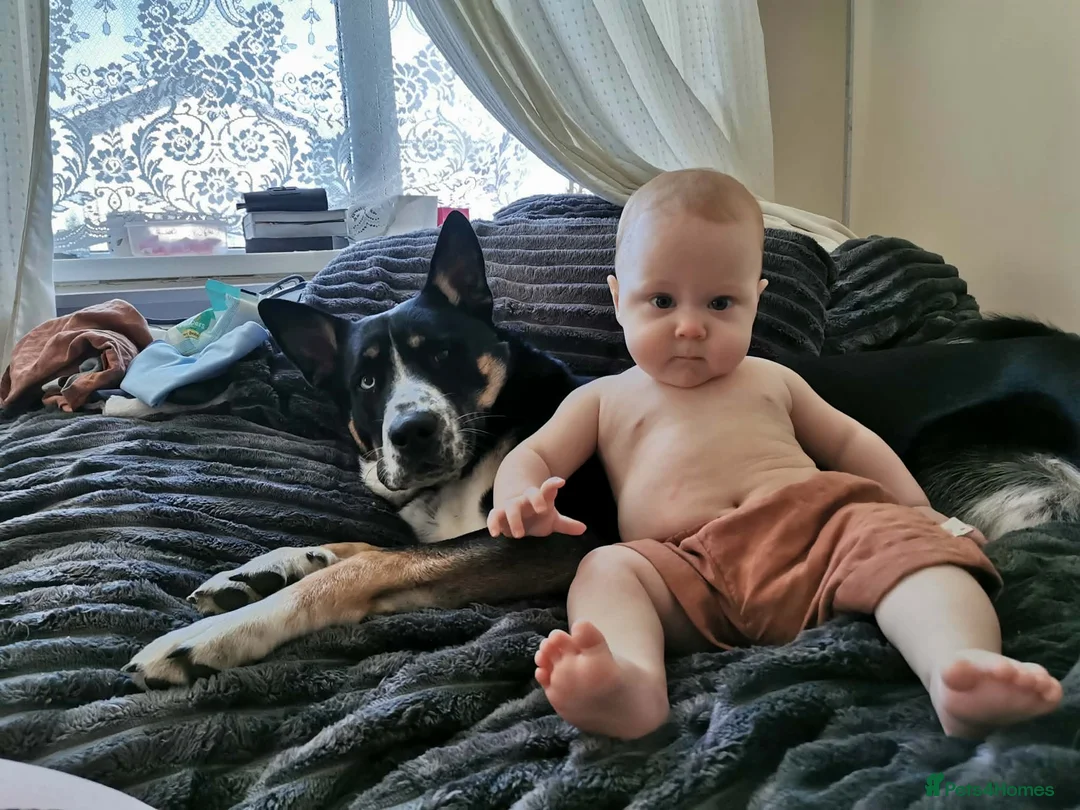Mixed Breed dogs for sale: My beautiful puppy Reggie  - Advert 2