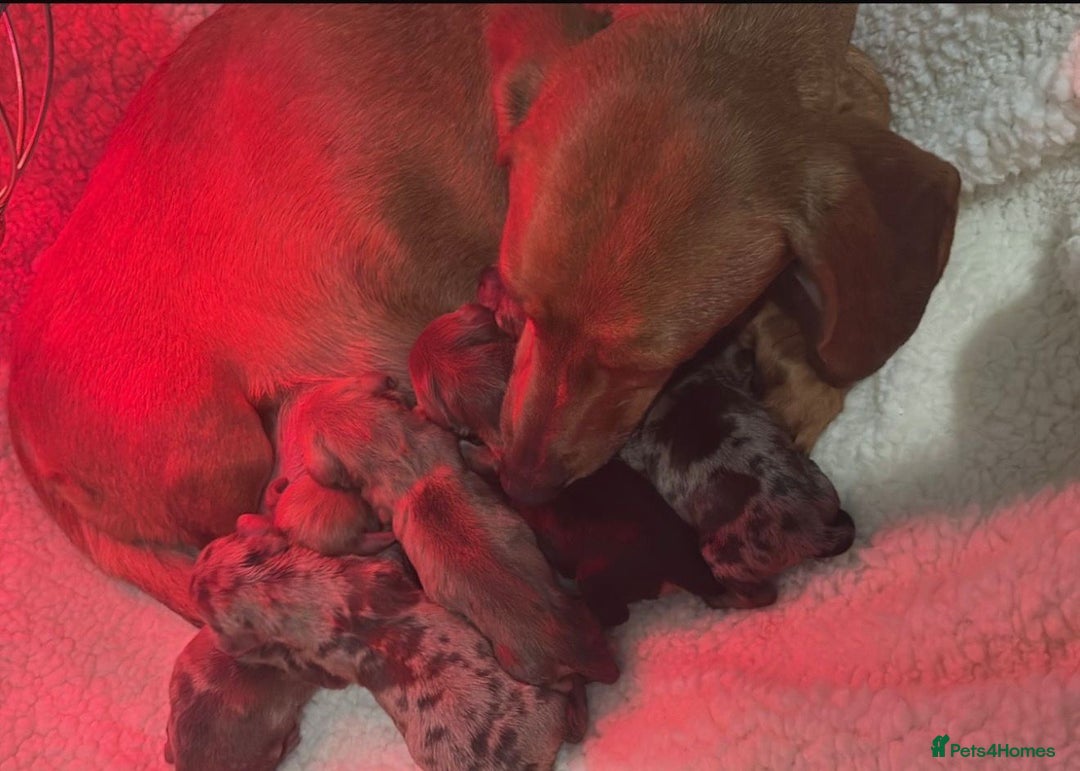 Dachshund dogs for sale: Miniature dashboard babies  - Advert 8