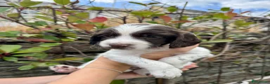 English Springer Spaniel 5