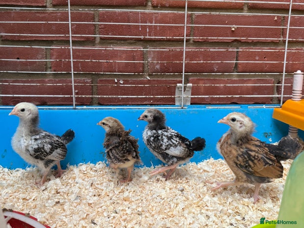 Chickens poultry - Advert 2