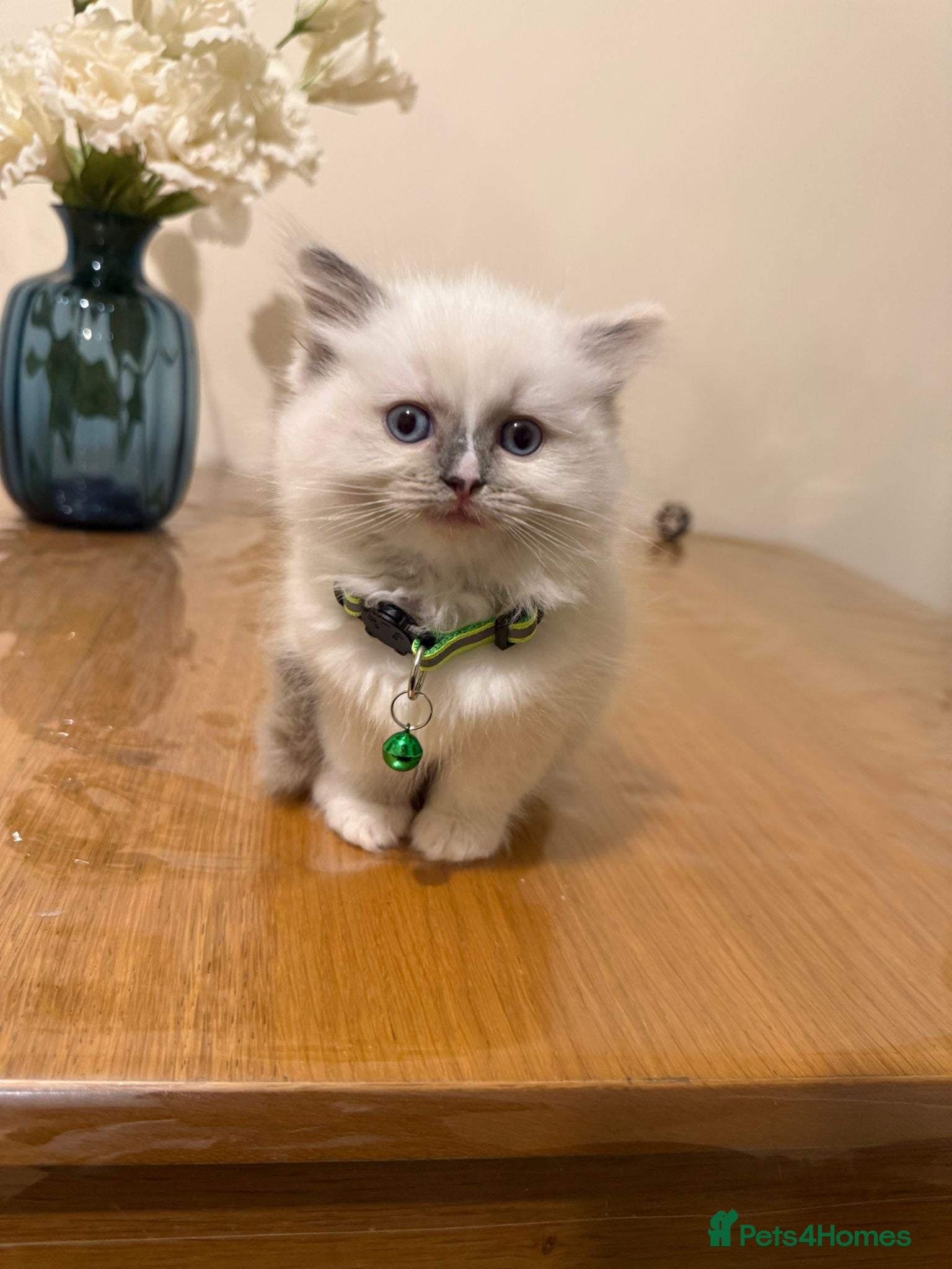 Ragdoll cats The last boy Adorable Pure Ragdoll Kittens - Advert 8