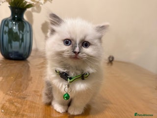 Ragdoll cats The last boy Adorable Pure Ragdoll Kittens - Advert 9