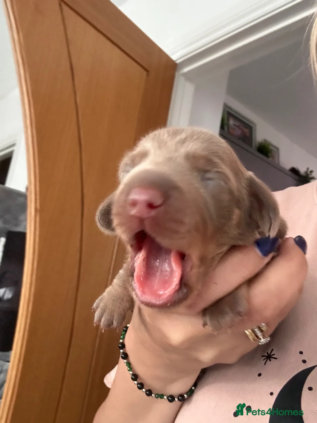 Miniature Dachshund dogs for sale: Unique Minature Dachsunds Puppies  - Advert 1