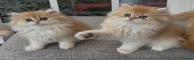 Toby