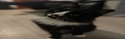 Mixed Breed cats for sale: Loving Forever Home Wanted for Our Beautiful cats - Advert 12