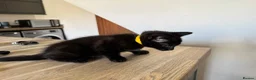 Mixed Breed cats for sale: 4 Beautiful 12 Week Old Kittens Ready to Collect  - Advert 10