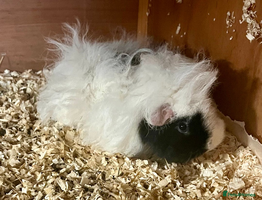 Guinea Pig rodents for sale: Lunkarya sows available - Advert 5