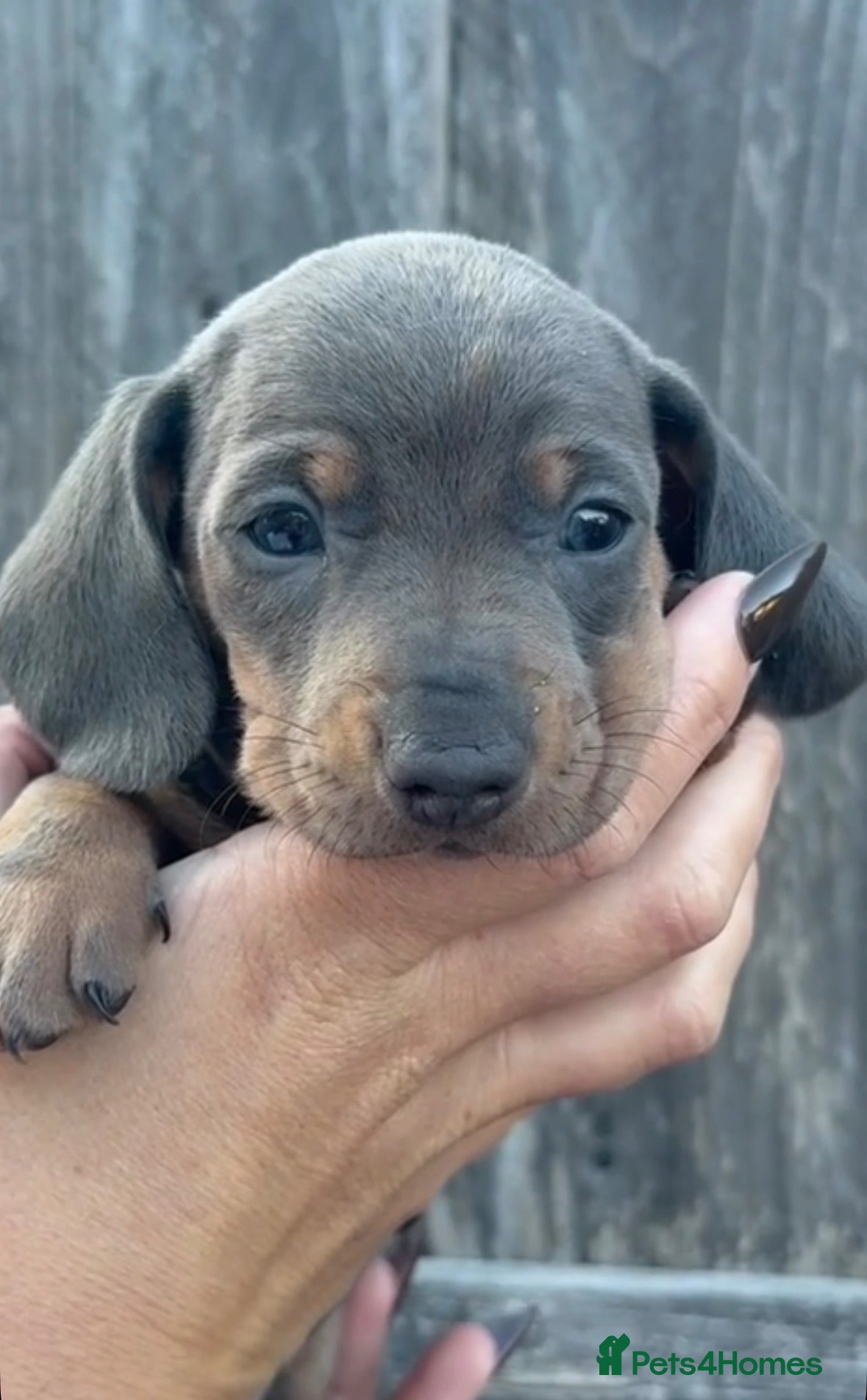 Miniature Dachshund dogs Miniature dachshund puppies ❤️ - Advert 1