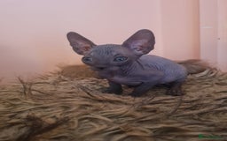 Sphynx cats for sale: Sphynx kittens - Image 14