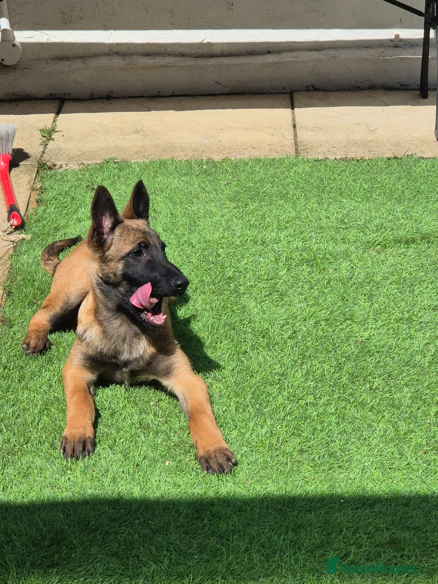 Belgian Shepherd Dog dogs KC Registered Belgian Malinois - Advert 1