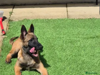 Belgian Shepherd Dog dogs KC Registered Belgian Malinois - Advert 3