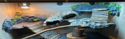 Bearded Dragon reptiles for sale: 9 month old bearded dragon for sale. - Advert 1