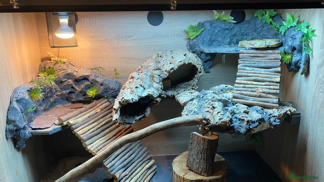 Bearded Dragon reptiles for sale: 9 month old bearded dragon for sale. - Advert 1
