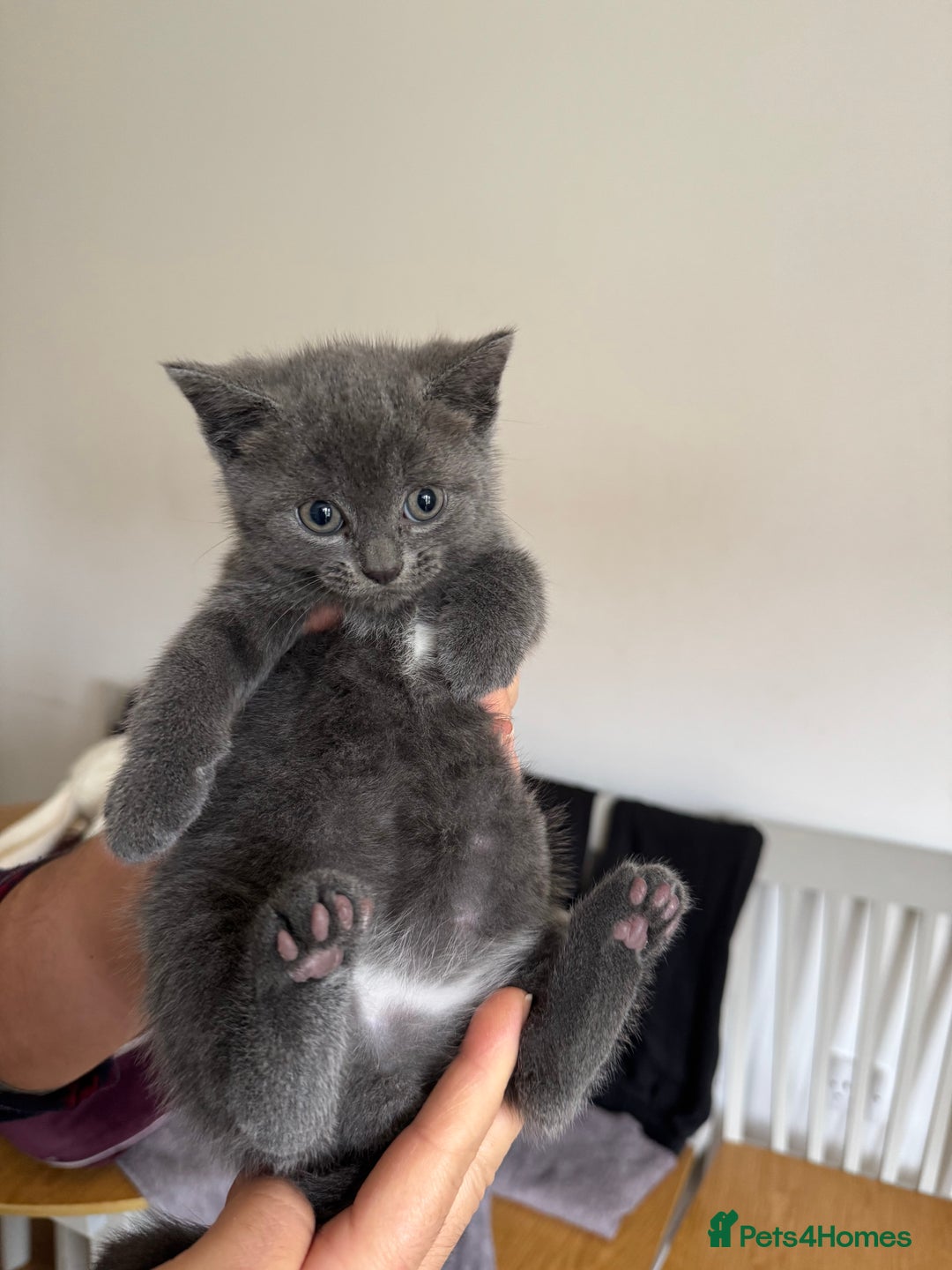 British Shorthair cats for sale: It’s a British short hair  - Image 20