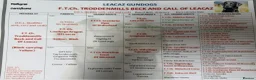 Labrador Retriever dogs for stud: Black Labrador Gun dog STUD- FernSpring River.  - Advert 10
