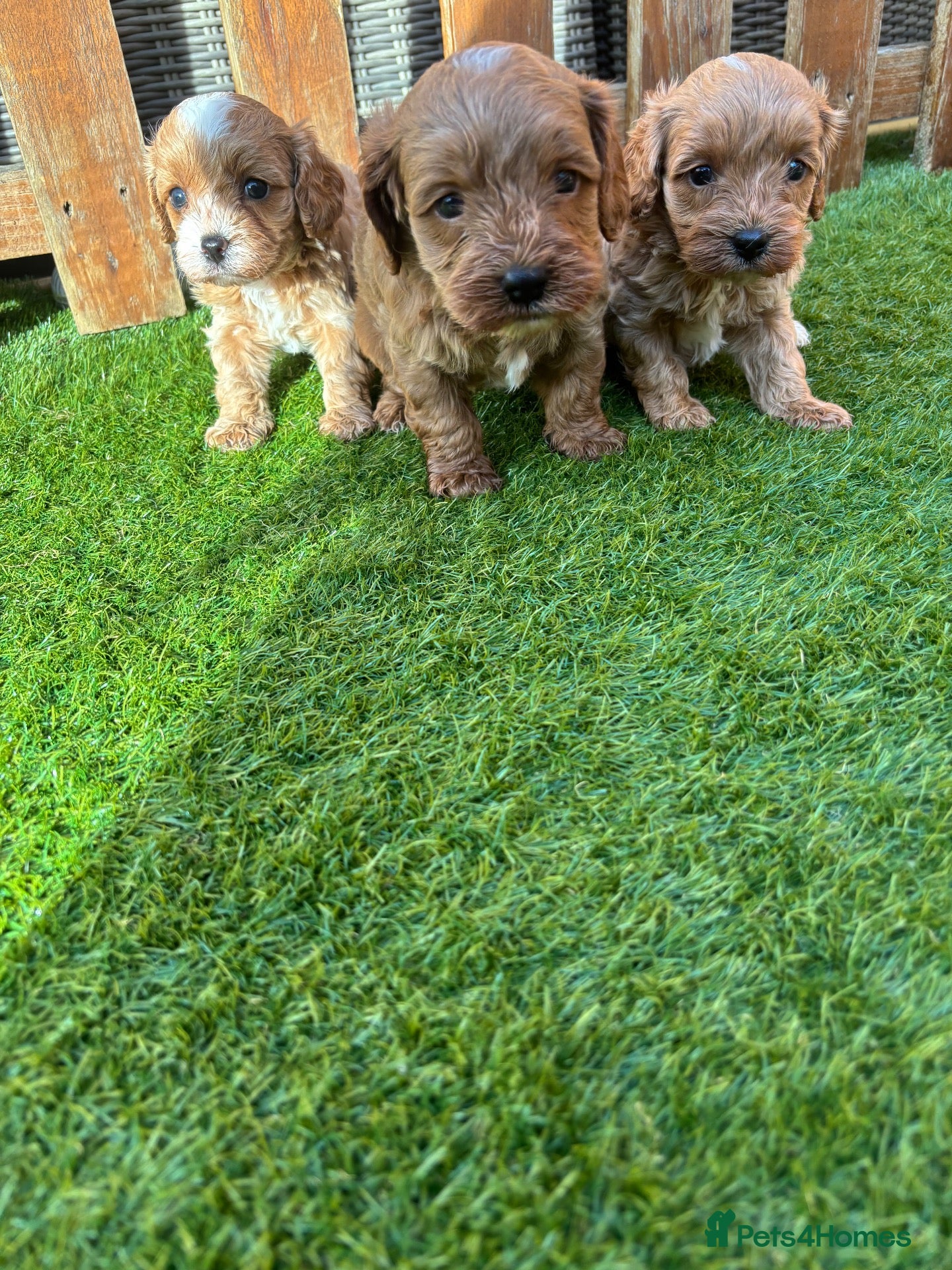 Cavapoo dogs Beautiful F1 Toy Cavapoo Puppies  - Advert 1