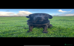 Labrador Retriever dogs for stud: PROVEN Black working lab STUD - Image 2