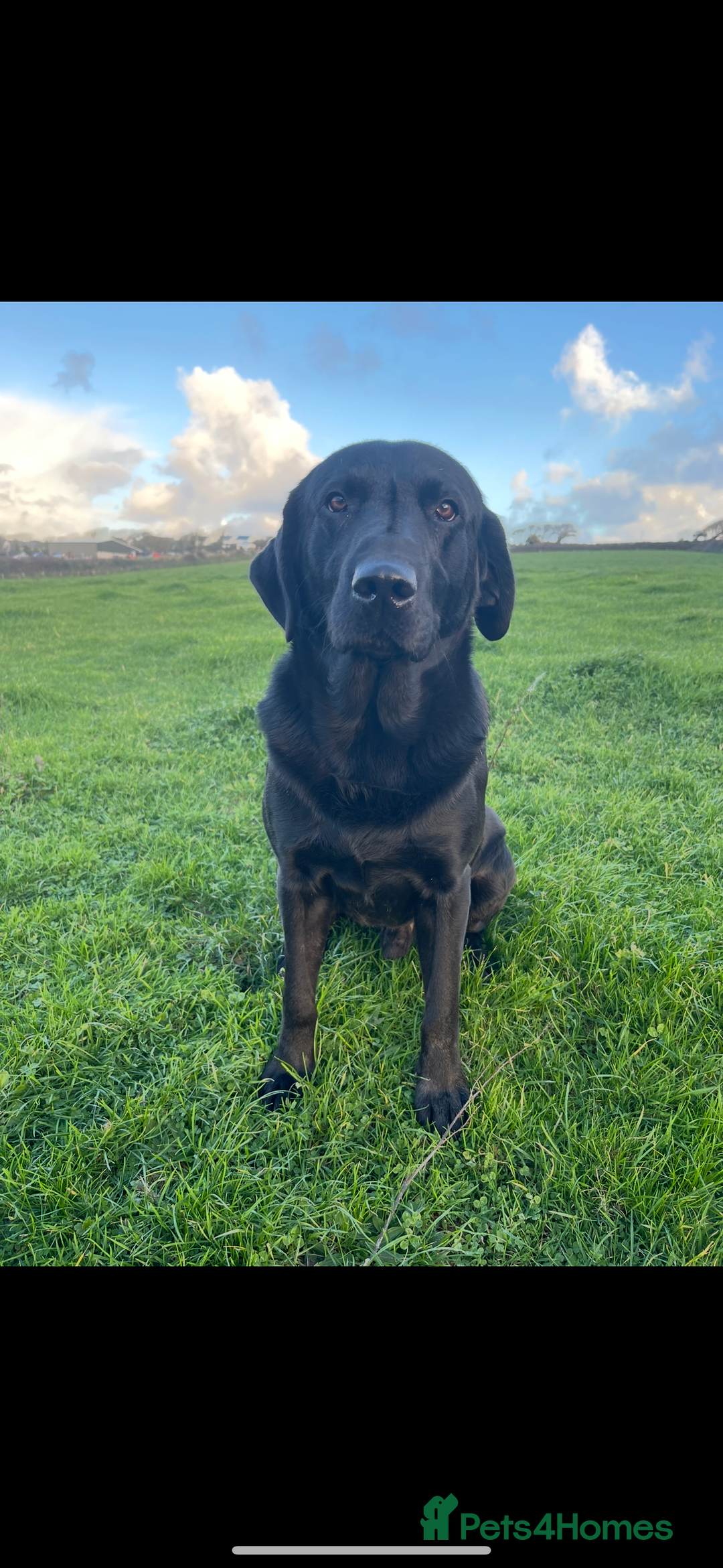 Labrador Retriever dogs for stud: PROVEN Black working lab STUD - Image 2