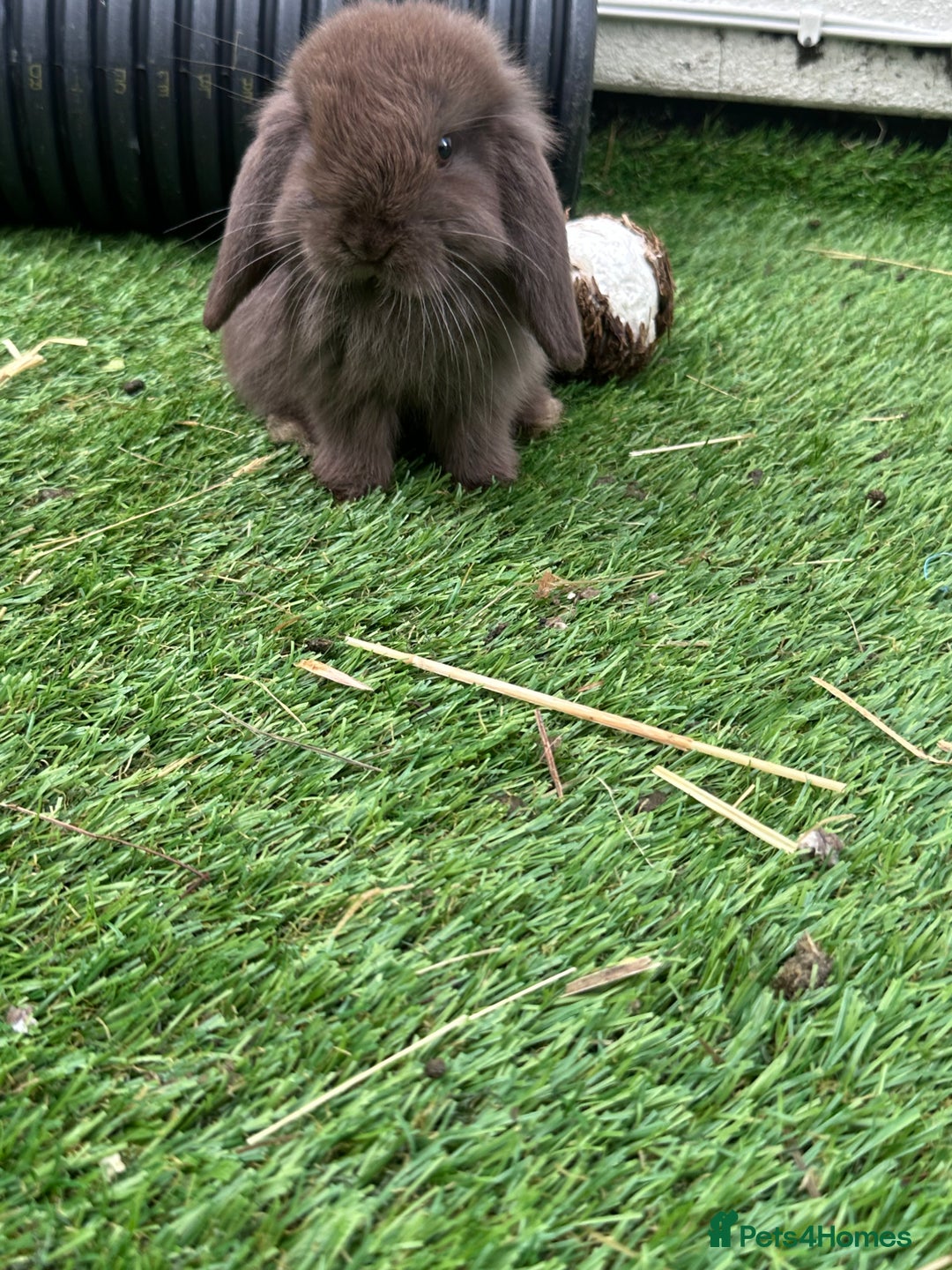 Mini Lop rabbits for sale: Beautiful mini lops - Image 11