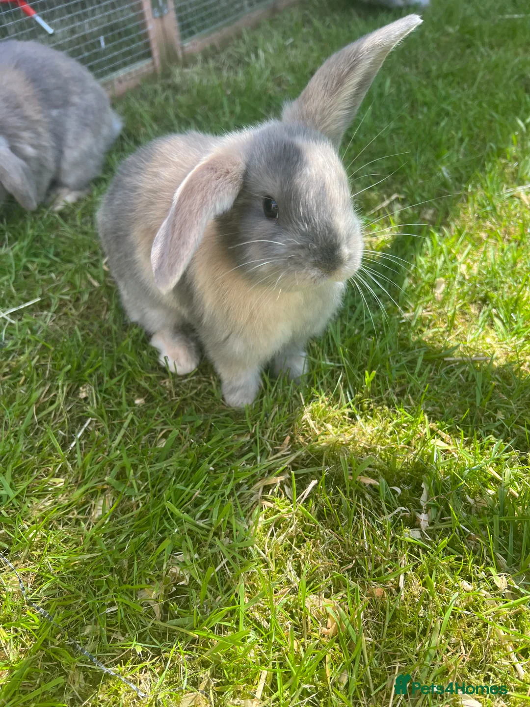 Mini Lop rabbits for sale: 4 x lops - Advert 1