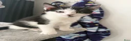 Mixed Breed cats for sale: Beautiful kittens for sale - Advert 3