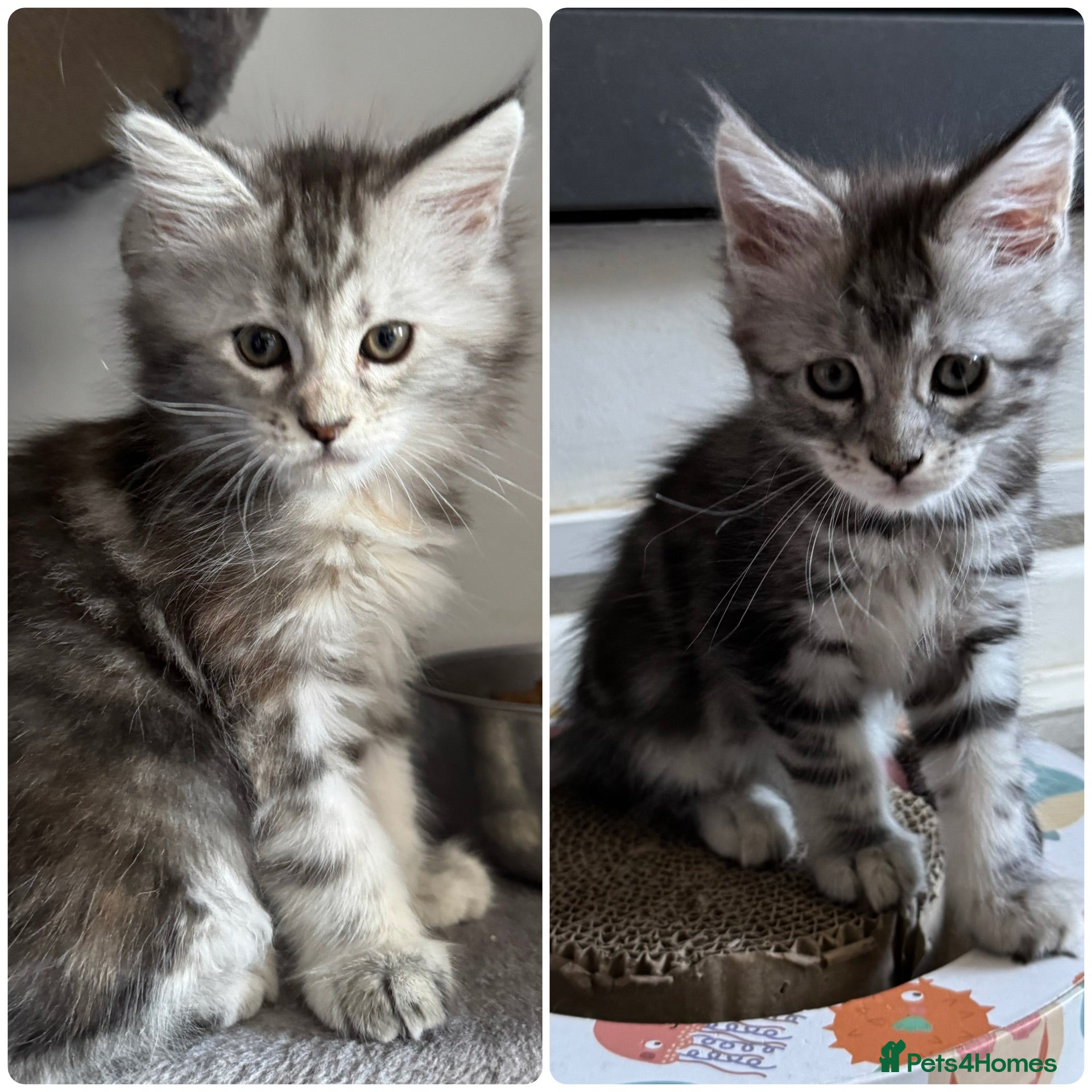 Maine Coon cats READY NOW - LAST TWO MAINE COON GIRLS - Advert 3