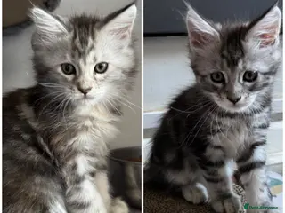 Maine Coon cats READY NOW - LAST TWO MAINE COON GIRLS - Advert 1