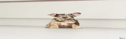French Bulldog dogs for sale: !! REDUCED !! Beautiful KC Frenchie Puppies  - Advert 15