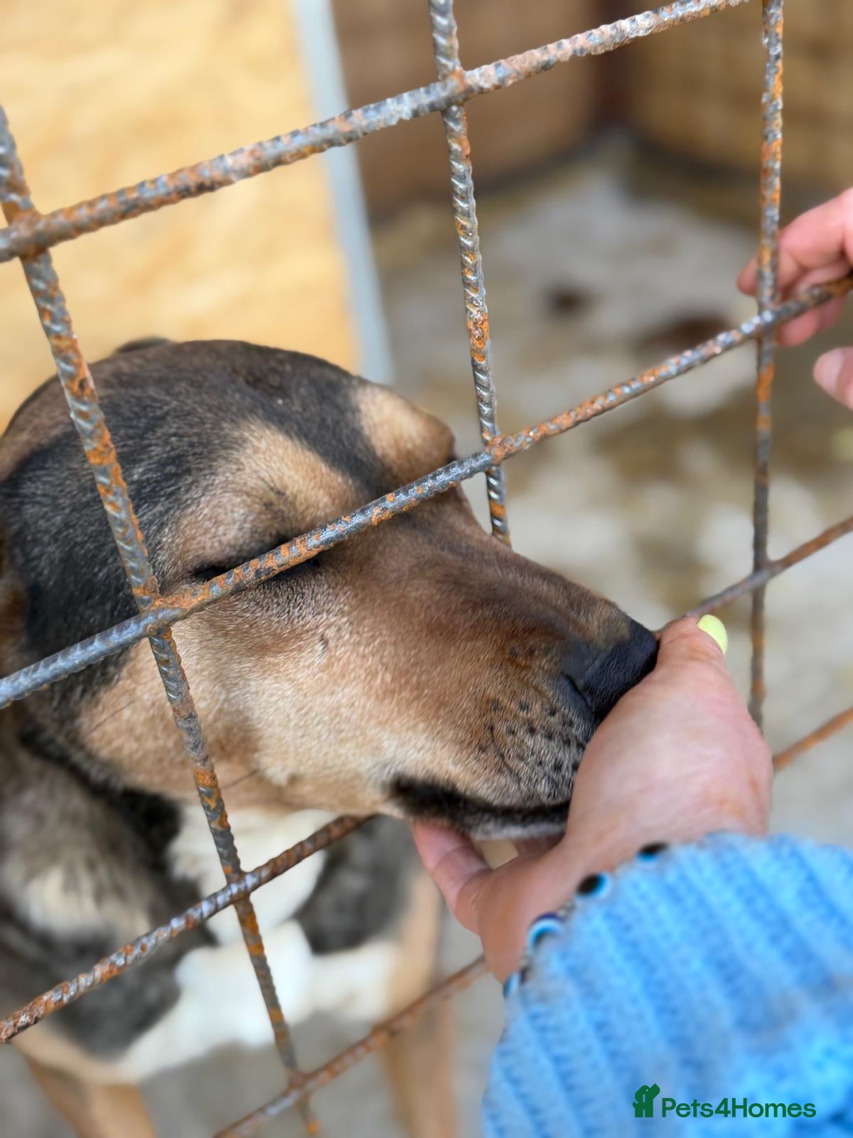 Mixed Breed dogs 🌟 Special Home Needed for a Very Special Girl 🌟 - Advert 2