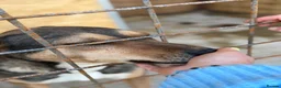 Mixed Breed dogs for adoption: 🌟 Special Home Needed for a Very Special Girl 🌟 in Pulborough - Advert 2