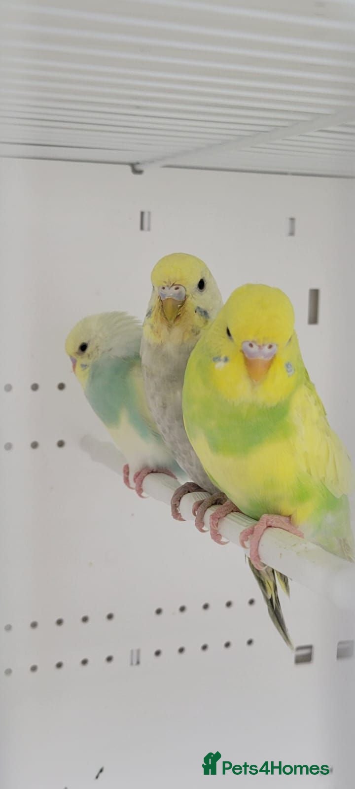 Budgerigars birds Baby Budgies for sale - Advert 1