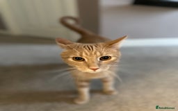 Domestic Shorthair cats for sale: Domestic Short Hair Kitten - Image 7