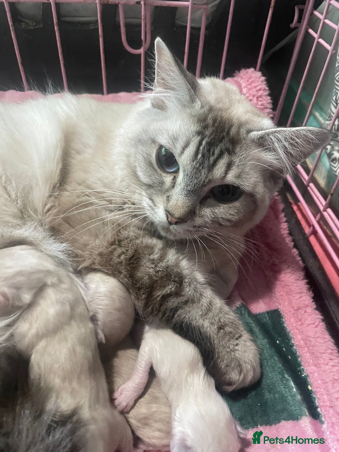 Ragdoll cats for sale: Beautiful ragdoll kittens  - Advert 4