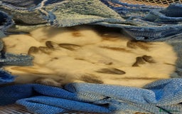 Mixed Breed rabbits for sale: All Female Gorgeous Lionhead/Lop/English rabbits. in Pewsey - Image 5