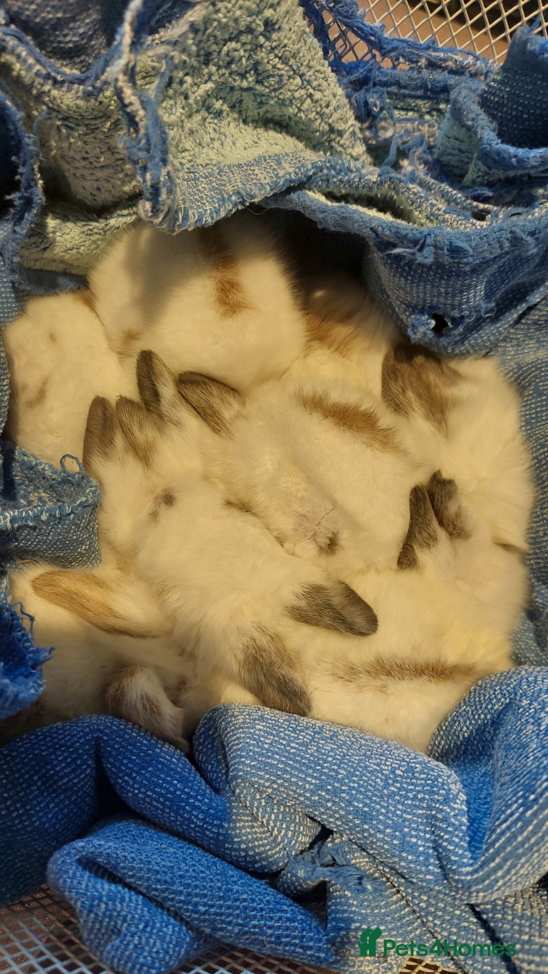 Mixed Breed rabbits for sale: All Female Gorgeous Lionhead/Lop/English rabbits. in Pewsey - Image 5