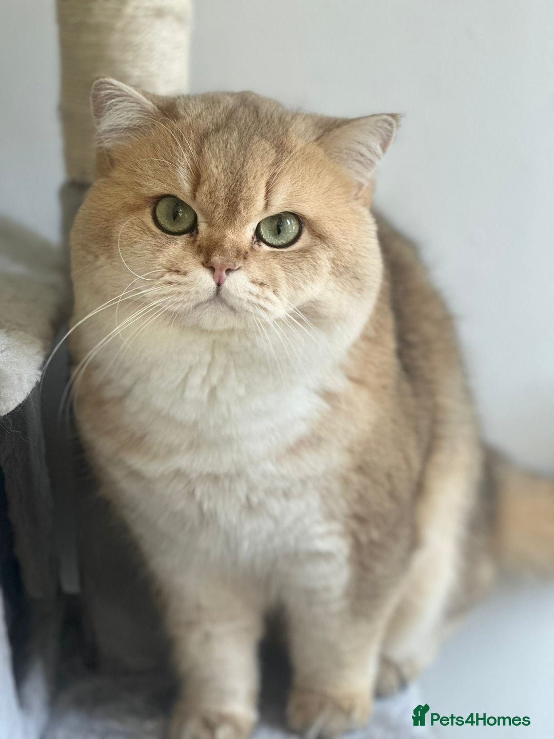 British Shorthair cats for sale: Beautiful golden shaded/ticked kittens - Image 4